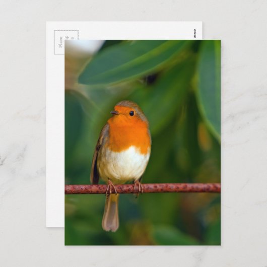 KerstRobin Feestdagenkaart (Voorkant / Achterkant)