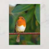 KerstRobin Feestdagenkaart (Voorkant)