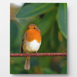 KerstRobin Fotoplaat