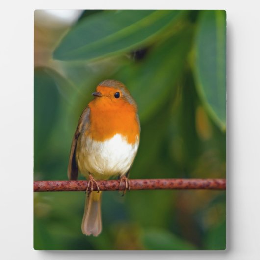 KerstRobin Fotoplaat (Voorkant)