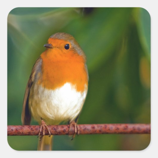 KerstRobin Vierkante Sticker (Voorkant)