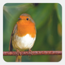 KerstRobin Vierkante Sticker