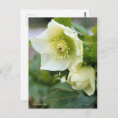 KerstRoos [Briefkaart] Briefkaart (Voorkant / Achterkant)