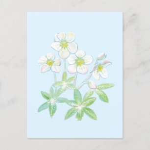 Kerstroos, Helleborus niger Briefkaart