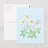 Kerstroos, Helleborus niger Briefkaart (Voorkant / Achterkant)