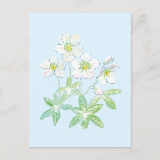 Kerstroos, Helleborus niger Briefkaart (Voorkant)