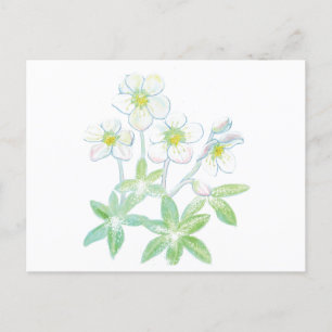 Kerstroos, Helleborus niger Briefkaart