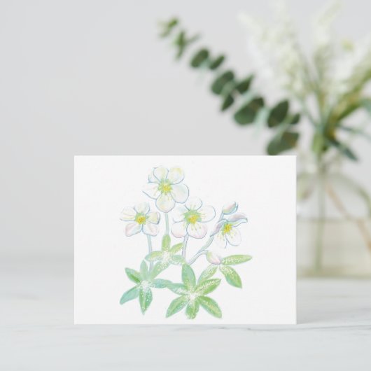 Kerstroos, Helleborus niger Briefkaart (Staand voorkant)
