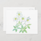 Kerstroos, Helleborus niger Briefkaart (Voorkant / Achterkant)