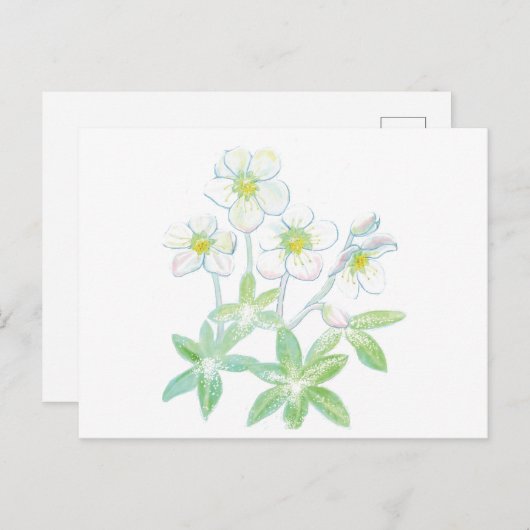 Kerstroos, Helleborus niger Briefkaart (Voorkant / Achterkant)