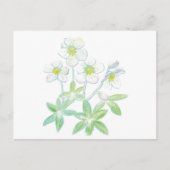 Kerstroos, Helleborus niger Briefkaart (Voorkant)
