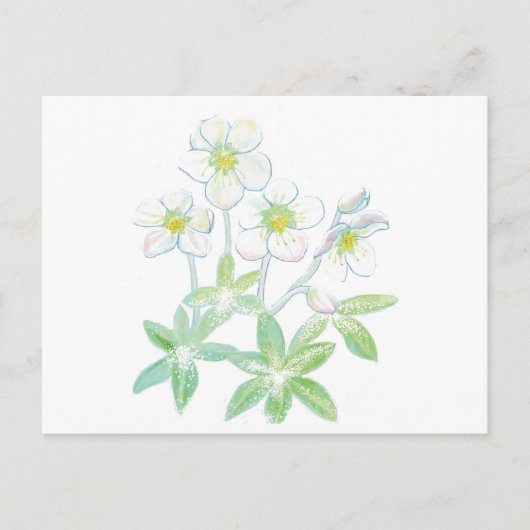 Kerstroos, Helleborus niger Briefkaart (Voorkant)
