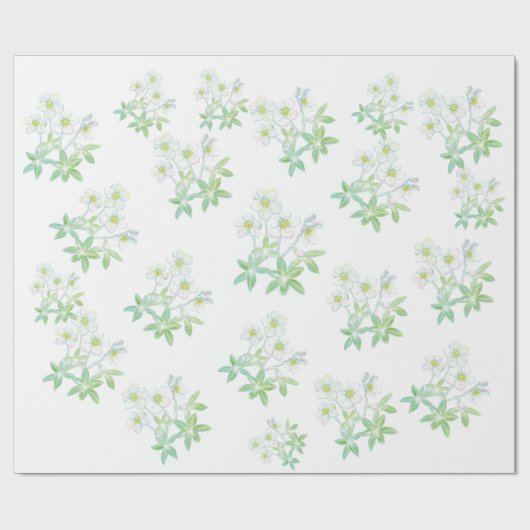 Kerstroos, Helleborus niger Cadeaupapier (Vlak)