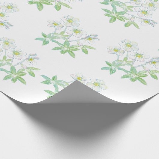 Kerstroos, Helleborus niger Cadeaupapier (Hoek)