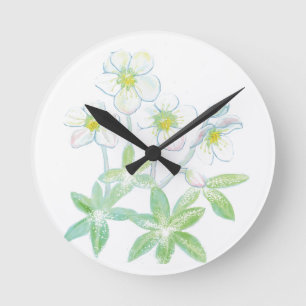 Kerstroos, Helleborus niger Illustratie Ronde Klok
