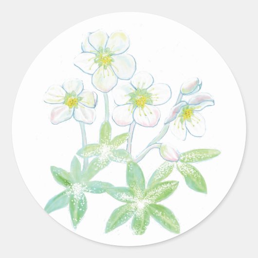 Kerstroos, Helleborus niger Illustratie Ronde Sticker (Voorkant)
