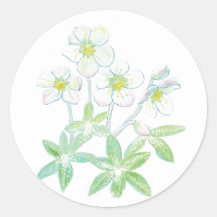 Kerstroos, Helleborus niger Illustratie Ronde Sticker