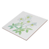 Kerstroos, Helleborus niger Illustratie Tegeltje (Zijkant)