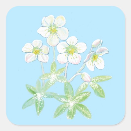 Kerstroos, Helleborus niger Illustration Squ Vierkante Sticker (Voorkant)