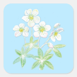 Kerstroos, Helleborus niger Illustration Squ Vierkante Sticker