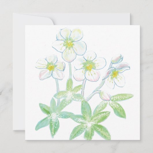 Kerstroos, Helleborus niger Kaart (Voorkant)
