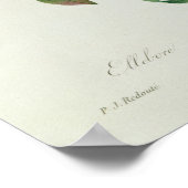 KerstRoos, Helleborus niger Poster (Hoek)