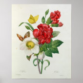 KerstRoos, Helleborus niger Poster (Voorkant)