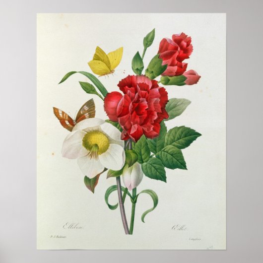 KerstRoos, Helleborus niger Poster (Voorkant)
