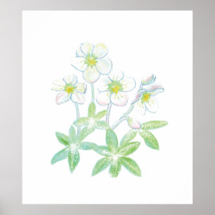 Kerstroos, Helleborus niger Poster