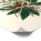 Kerstroos (Helleborus niger) Poster (Hoek)