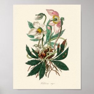 Kerstroos (Helleborus niger) Poster