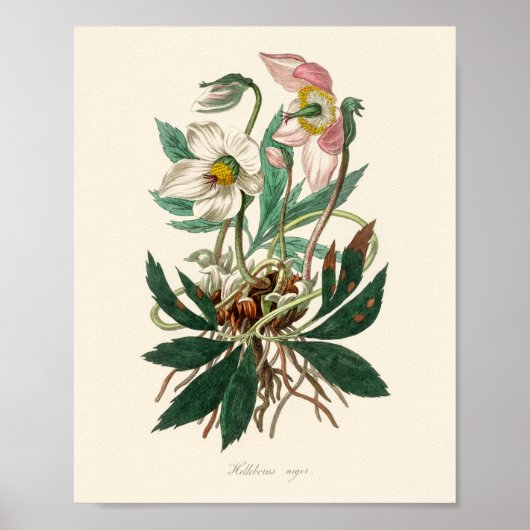 Kerstroos (Helleborus niger) Poster (Voorkant)