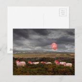 Kerstschaap Briefkaart (Voorkant / Achterkant)