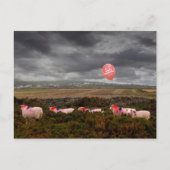 Kerstschaap Briefkaart (Voorkant)