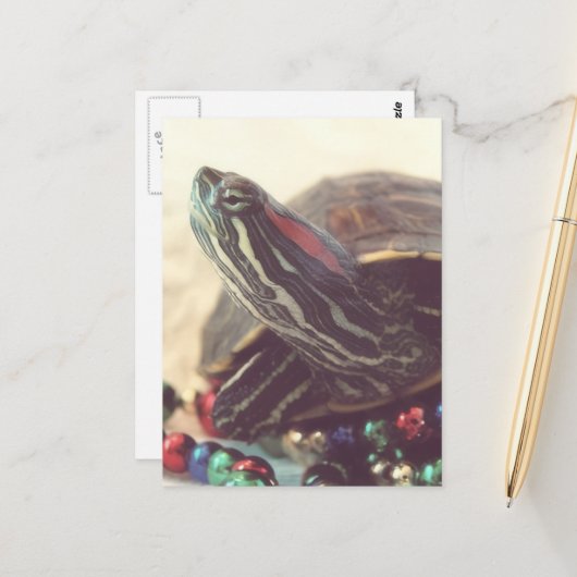 Kerstschildpad Briefkaart (Voorkant / Achterkant in situ)