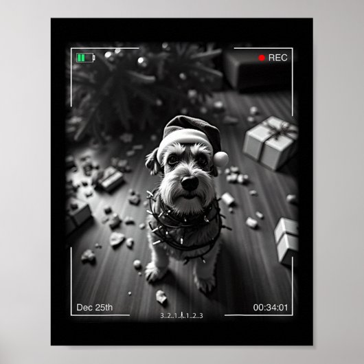 Kerstschnauzer gevangen op camera poster (Voorkant)