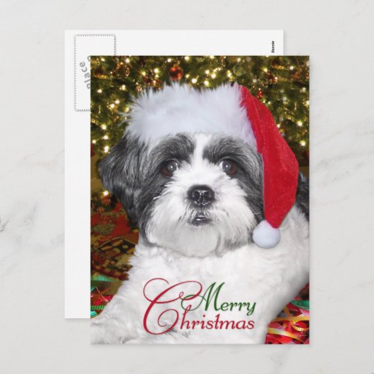 Kerstsjiih Tzu Dog Feestdagenkaart (Voorkant / Achterkant)