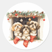 Kerstsjiih Tzu Dogs