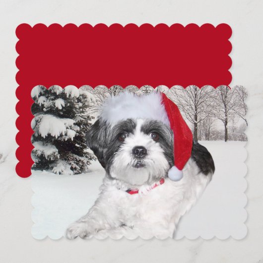 Kerstsjiitische Tzu in sneeuw Feestdagenkaart (Voorkant / Achterkant)