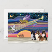 Kerstster - Shetland Sheepdogs (drie) Feestdagenkaart (Voorkant / Achterkant)