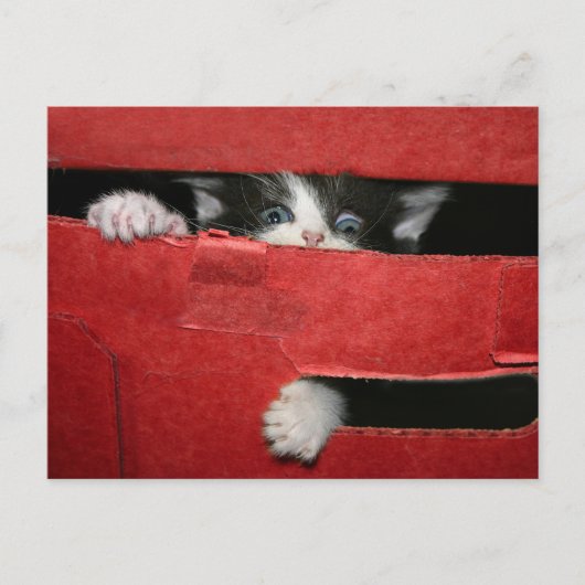 Kerstvlucht Feestdagenkaart (Voorkant)