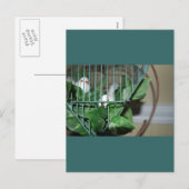 kerstvogels feestdagenkaart (Voorkant / Achterkant)