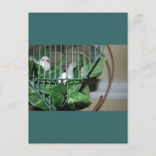 kerstvogels feestdagenkaart