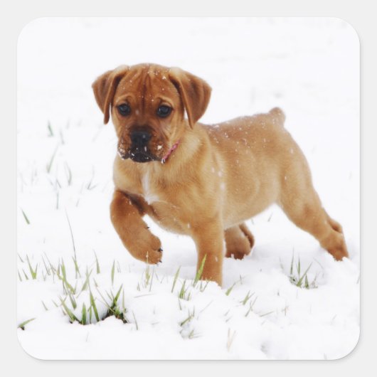 Kerstwinterpuppy Vierkante Sticker (Voorkant)