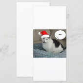 Kerstzwart en White Kitten (Voorkant / Achterkant)