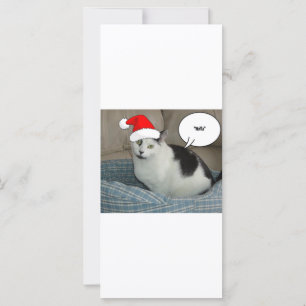 Kerstzwart en White Kitten