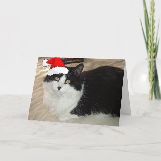 Kerstzwart en witte kat feestdagen kaart (Voorkant)