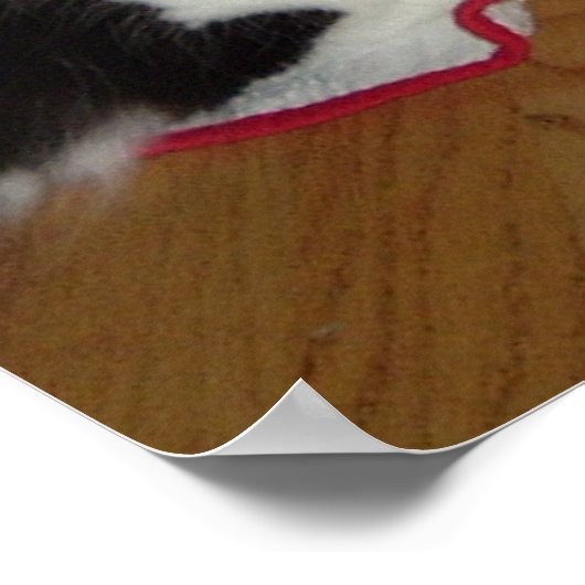 Kerstzwart en witte kat poster (Hoek)