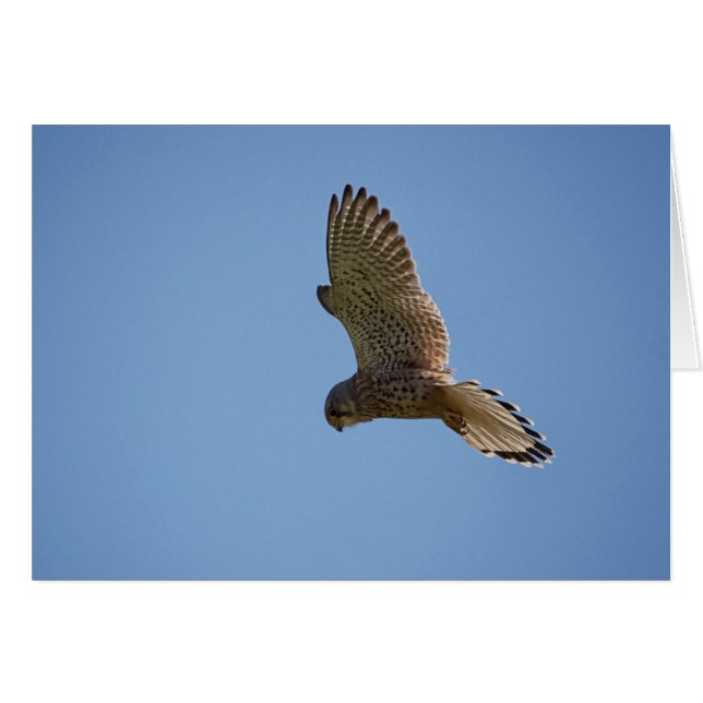 Kestrel (Voorkant Horizontaal)