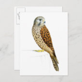 Kestrel 2011 briefkaart (Voorkant / Achterkant)